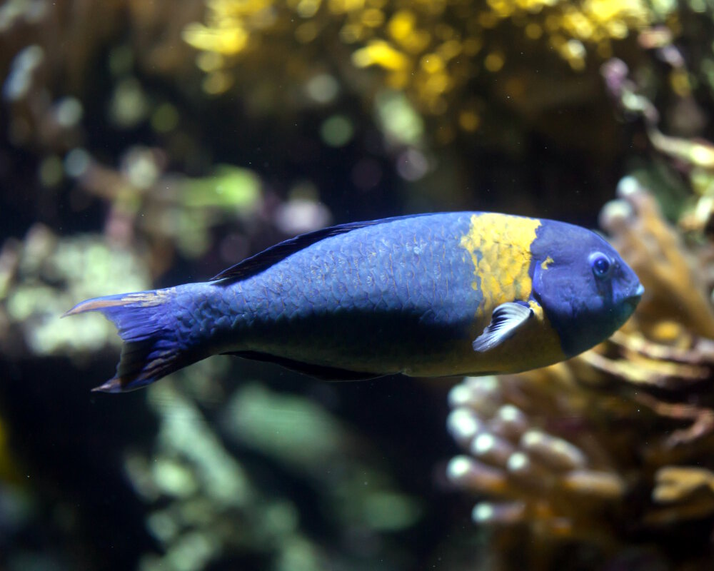 La girelle paon à selle (Thalassoma duperrey)