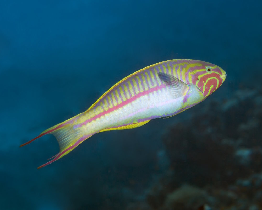 Klunzinger's wrasse (Thalassoma rueppellii) in the Red Sea, Hurghada, Egypt