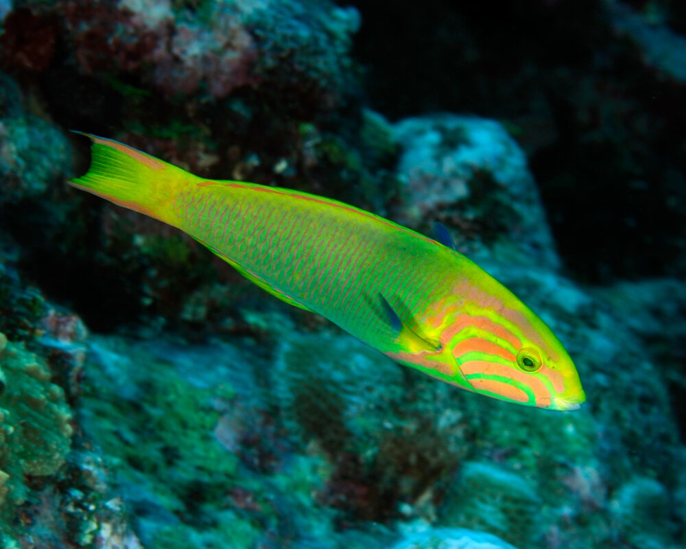 La girelle paon jaune (Thalassoma lutescens)