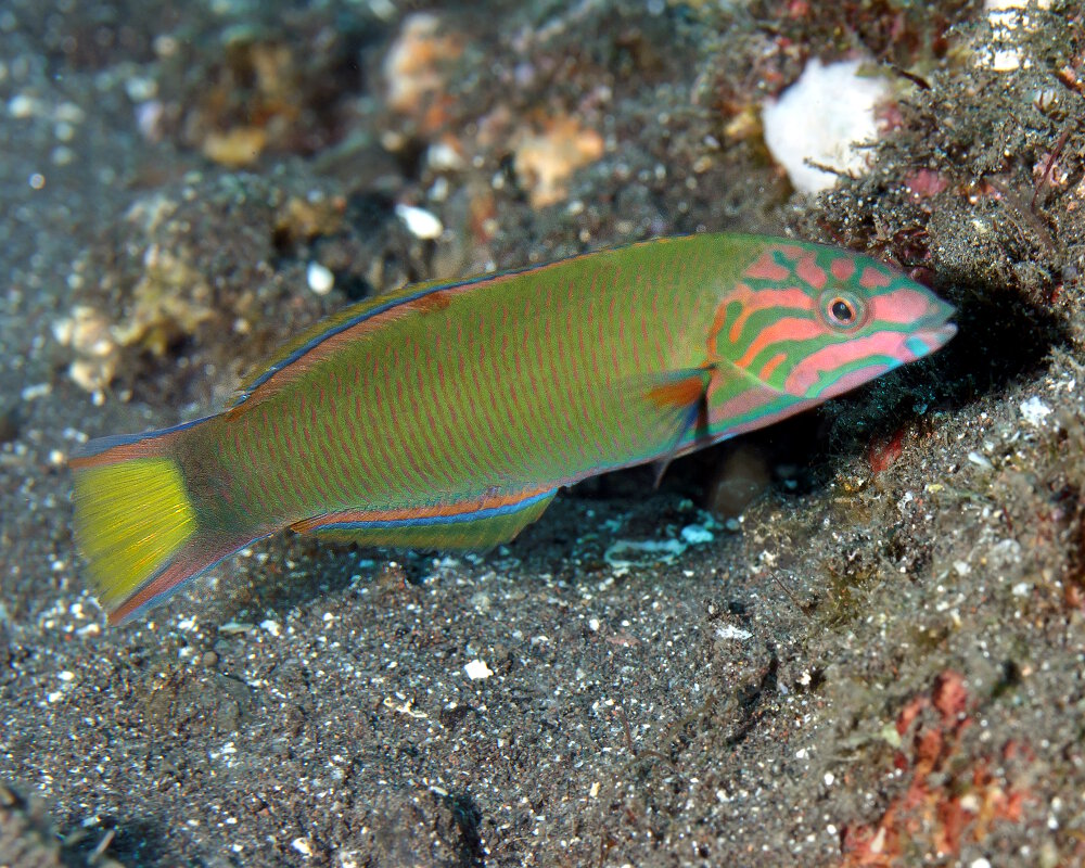 La Girelle Paon Verte Thalassoma Lunare Poissons Marins Vie Marine