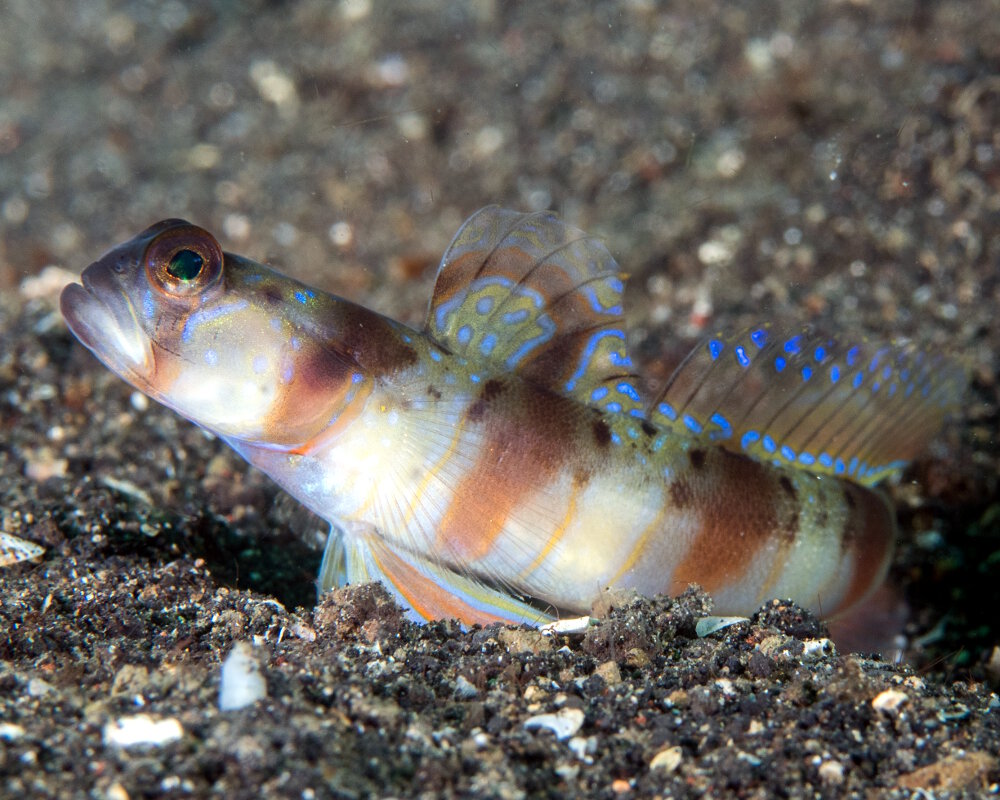 The arcfin shrimpgoby (Amblyeleotris arcupinna)