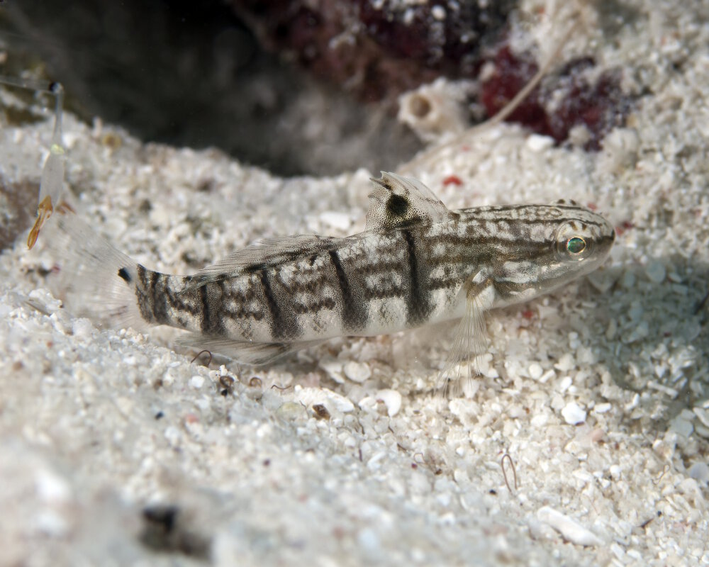 Le gobie à bandes blanches (Amblygobius phalaena)
