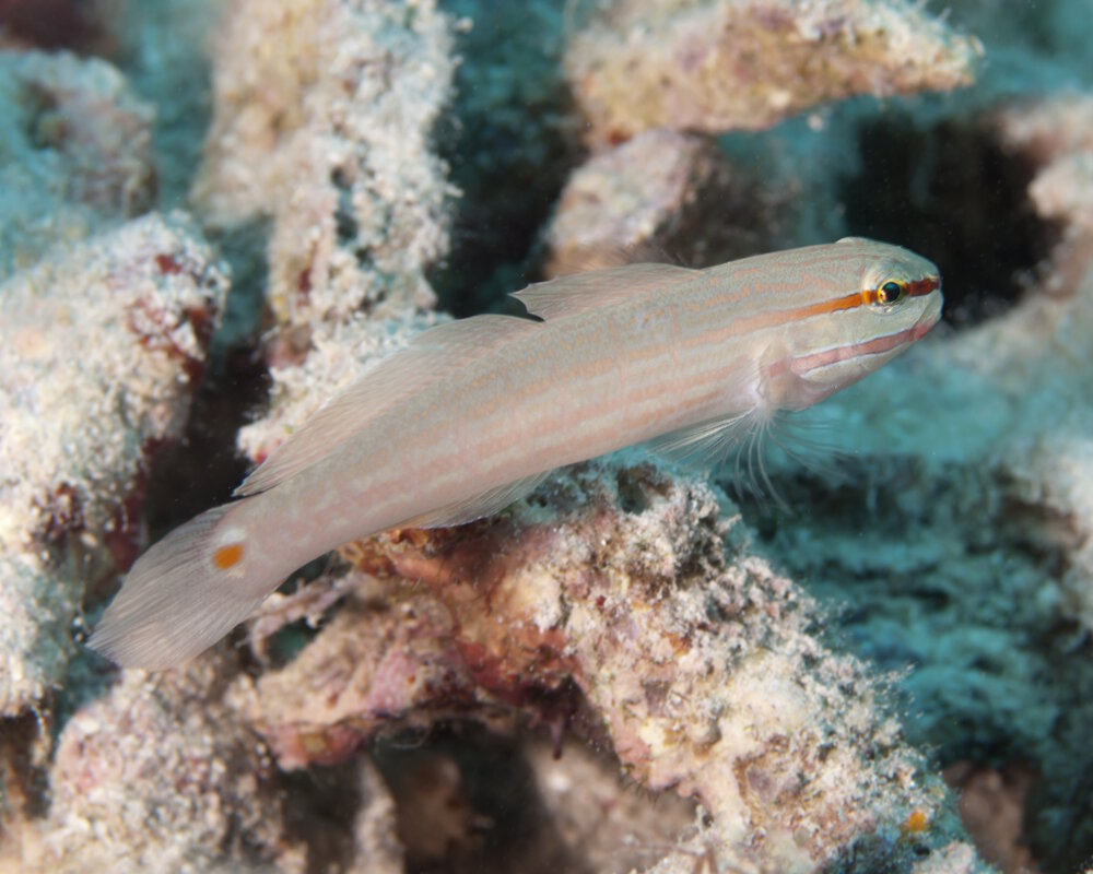 Le gobie à bandes oranges (Amblygobius decussatus)