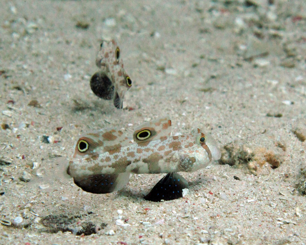 Le gobie à deux ocelles (Signigobius biocellatus)