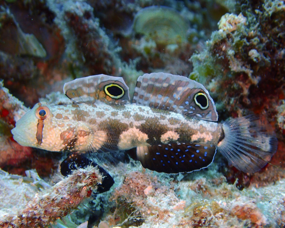 Le gobie à deux ocelles (Signigobius biocellatus)