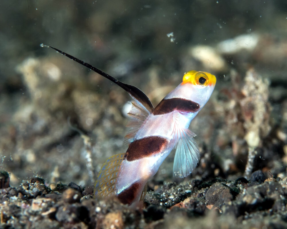 Le gobie à filaments (Stonogobiops nematodes)