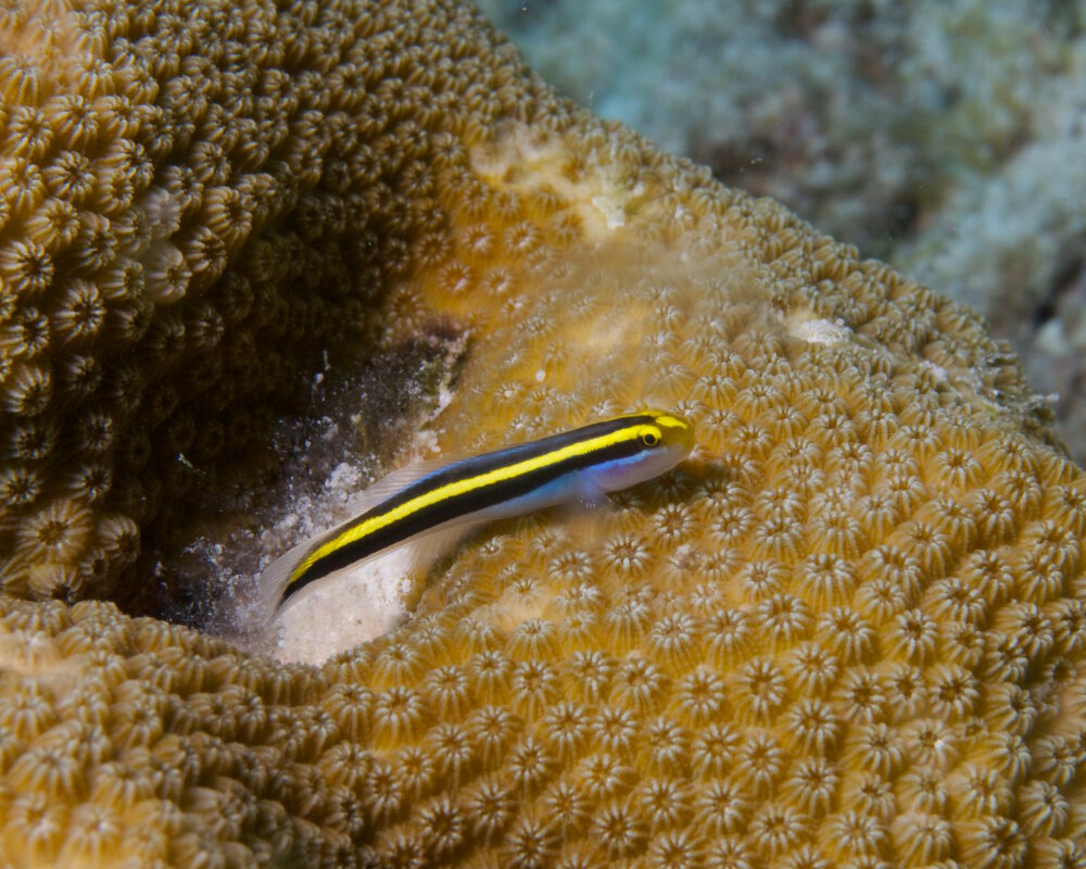 Le gobie à ligne jaune (Elacatinus horsti)