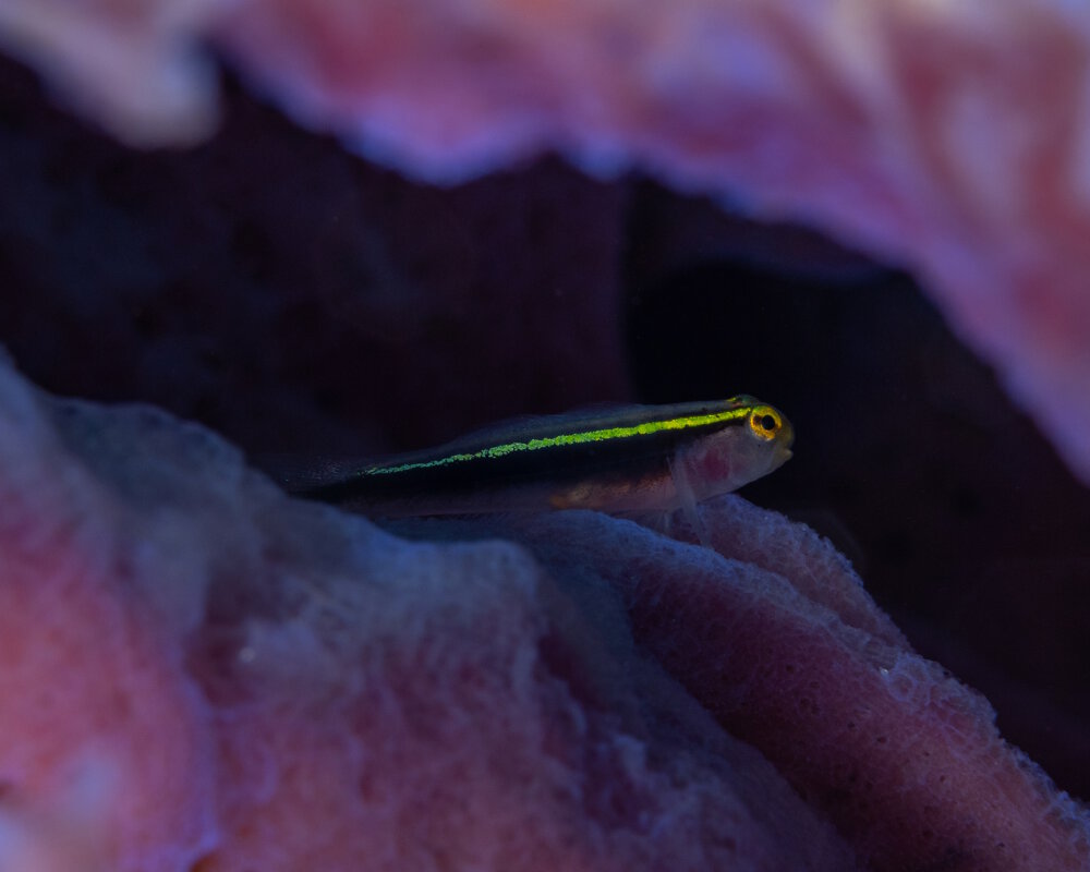 Le gobie à ligne jaune (Elacatinus horsti)