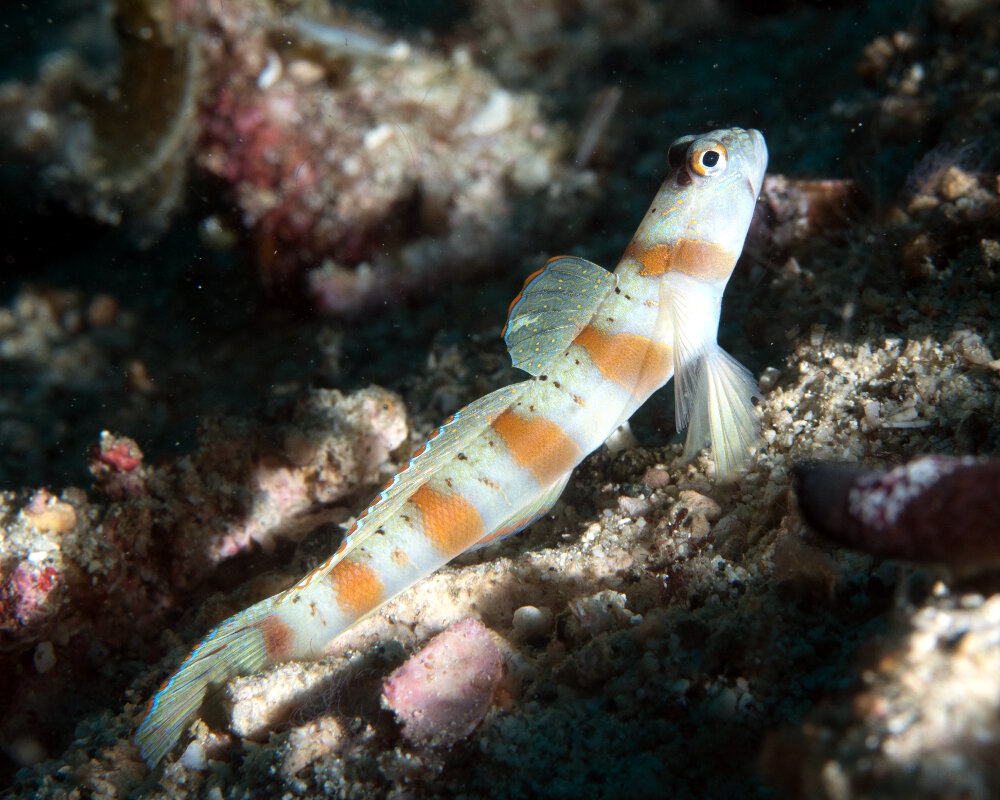 Le gobie à liseré rouge (Amblyeleotris rubrimarginata) Le gobie à liseré rouge (Amblyeleotris rubrimarginata)