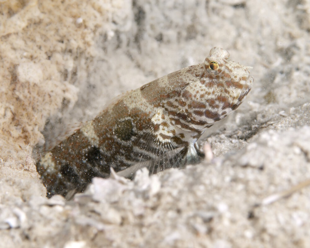 Le gobie cible (Cryptocentrus strigilliceps) Le gobie cible (Cryptocentrus strigilliceps)