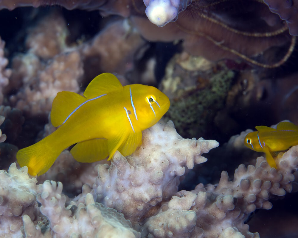 Le gobie corail citron (Gobiodon citrinus)