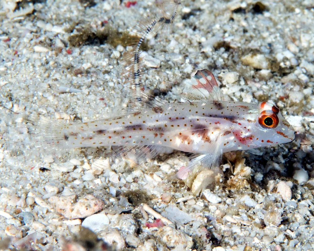 Le gobie de sable à jolis points (Fusigobius signipinnis)