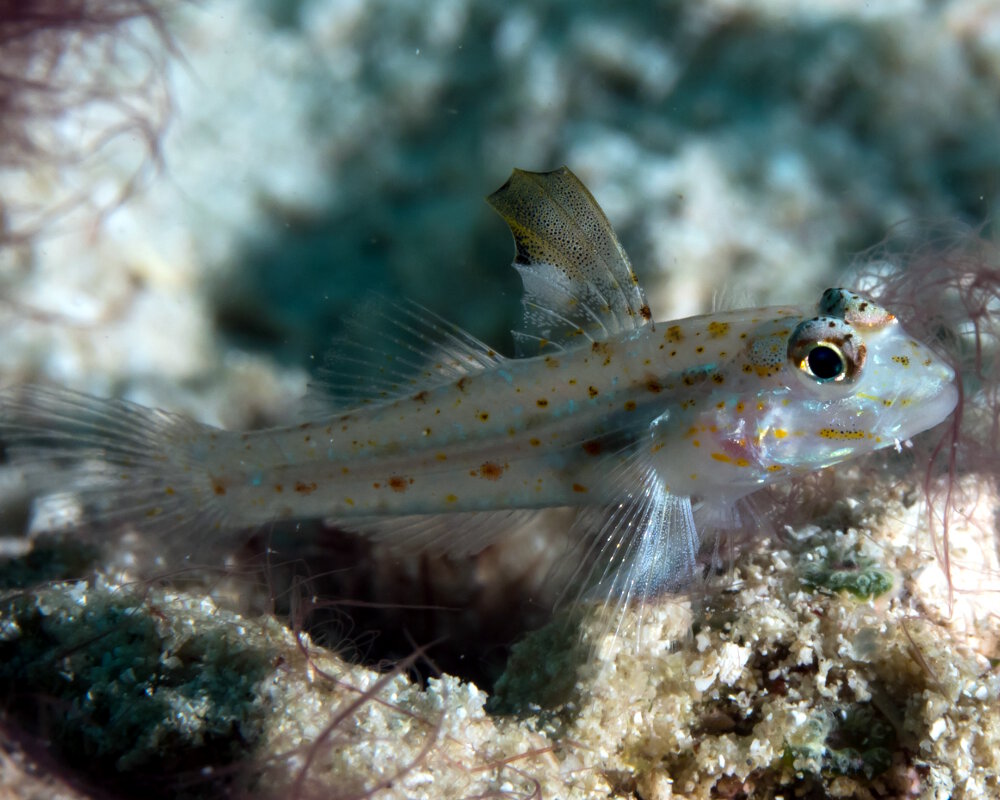 Le gobie de sable à pointe noire (Fusigobius melacron)