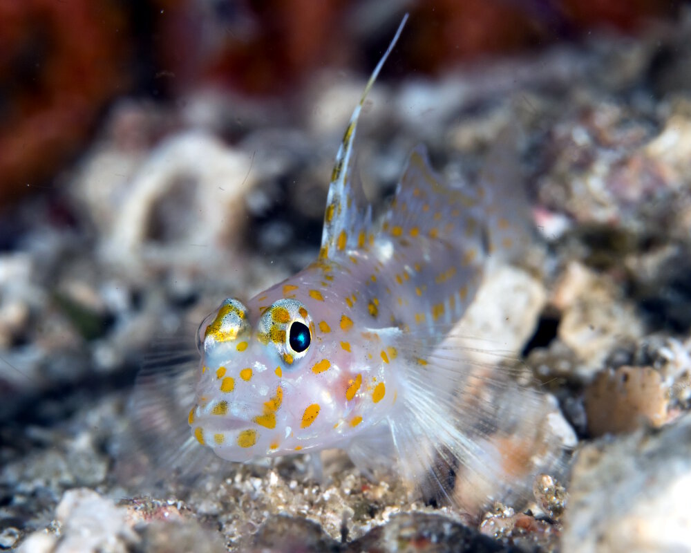 Le gobie de sable tacheté (Fusigobius inframaculatus)