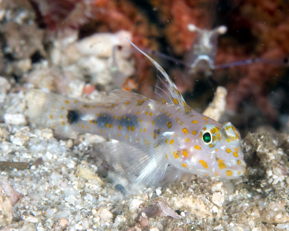 Le gobie de sable tacheté (Fusigobius inframaculatus)