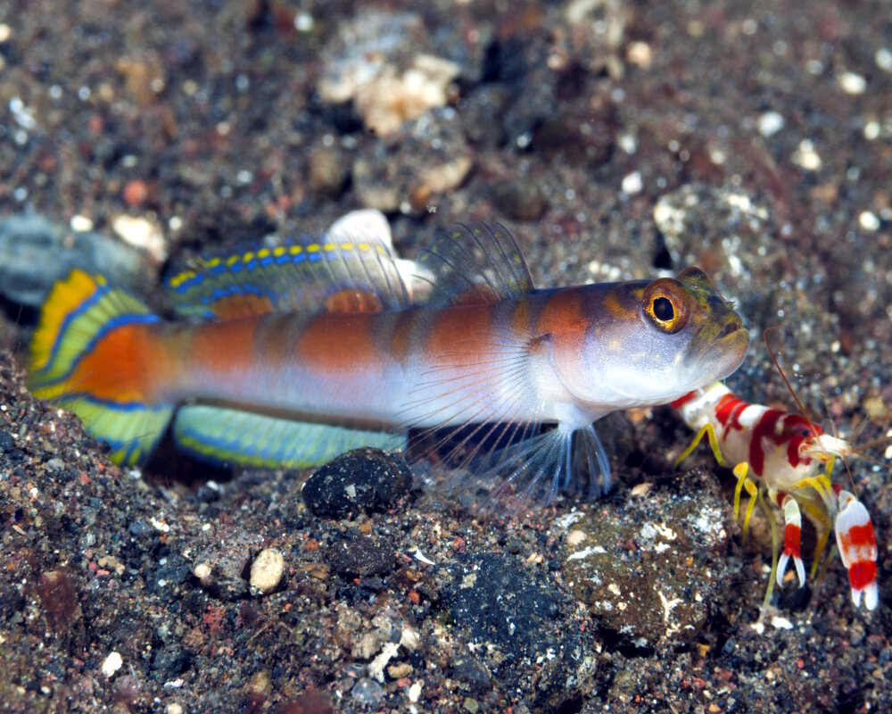 The flagtail shrimpgoby (Amblyeleotris yanoi)