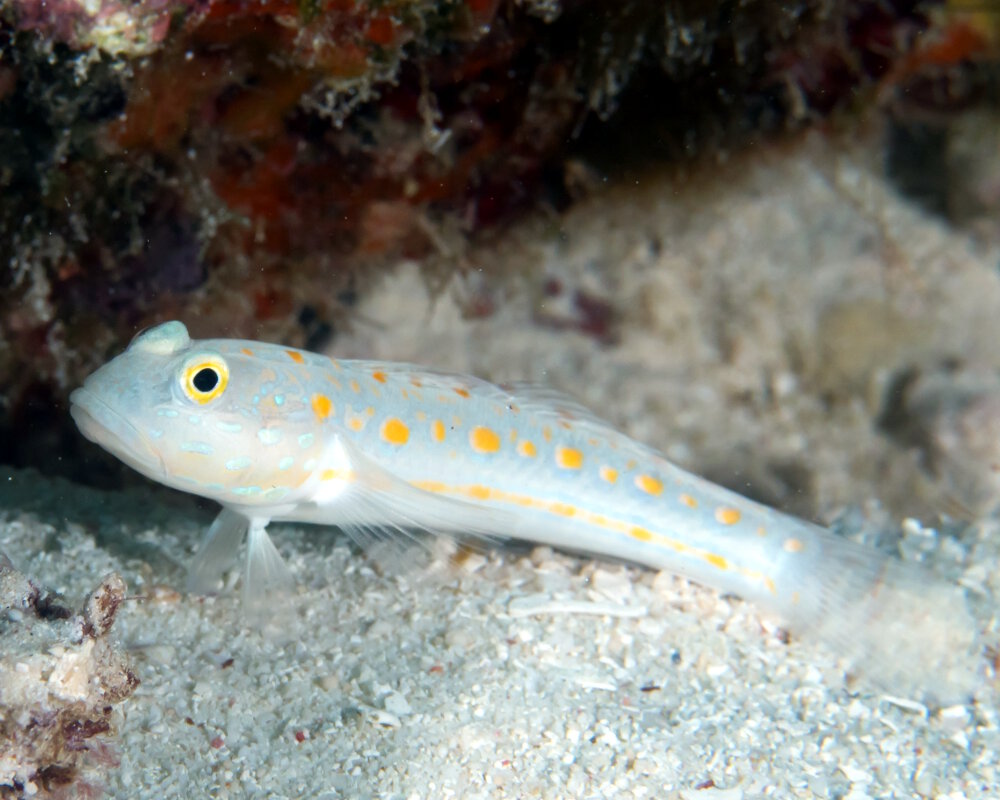 Le gobie moucheté d'orange (Valenciennea puellaris)