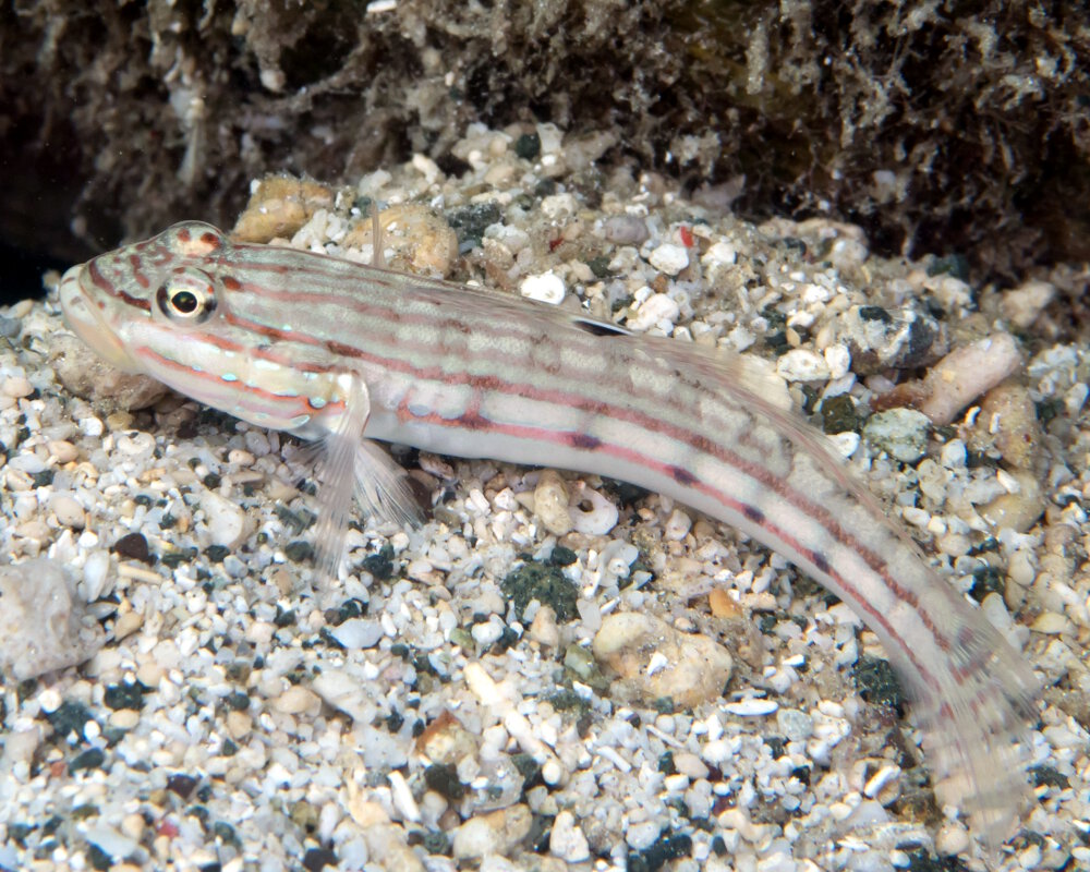 Le gobie mural (Valenciennea muralis)