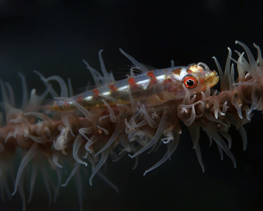 Le gobie nain barbelé (Bryaninops yongei)