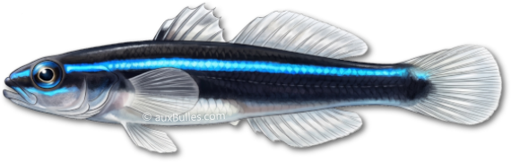 The neon goby (Elacatinus oceanops) The neon goby (Elacatinus oceanops)