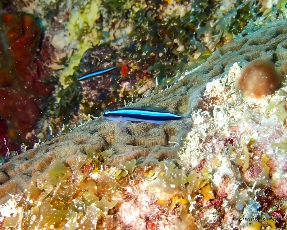 Discover the neon goby (Elacatinus oceanops), a small western Atlantic reef fish known for its brilliant blue stripe and its role as a cleaner fish that removes parasites from other fish.
