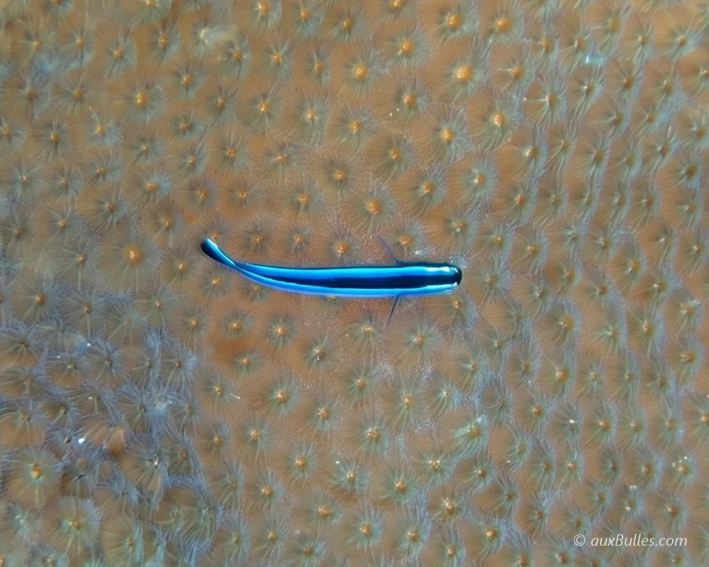 A neon goby (Elacatinus oceanops) resting on the surface of a coral in the Florida Keys A neon goby (Elacatinus oceanops) resting on the surface of a coral in the Florida Keys