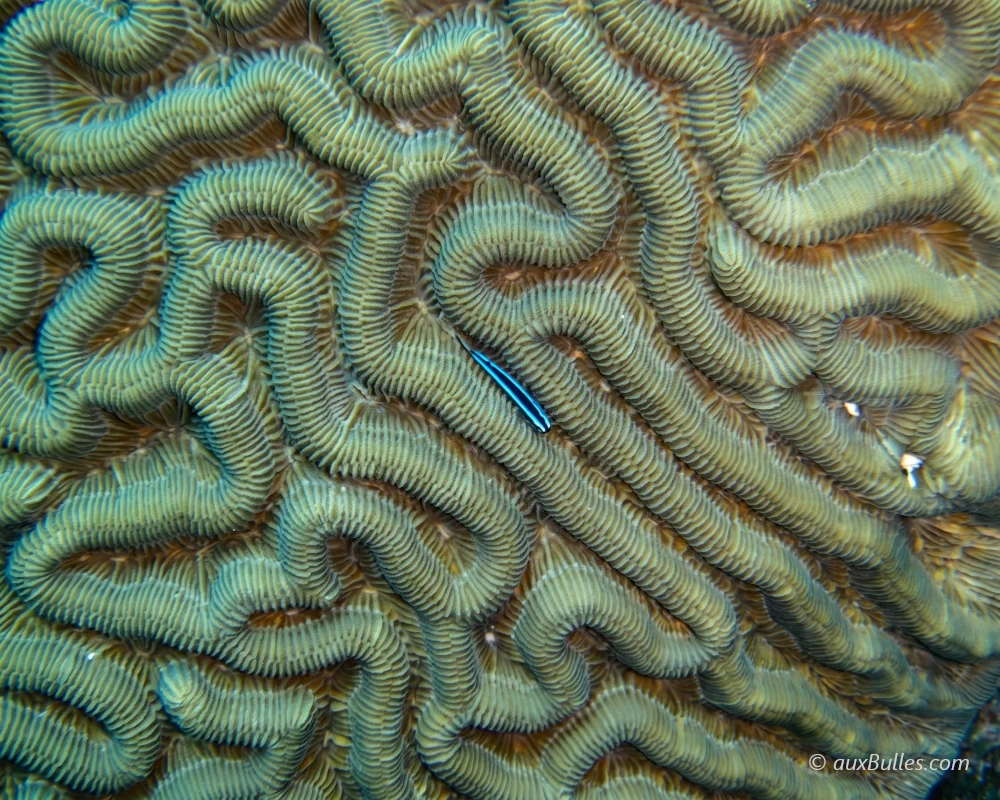 Un gobie néon (Elacatinus oceanops) blotti dans un sillon d'un corail cerveau, dans les Keys en Floride