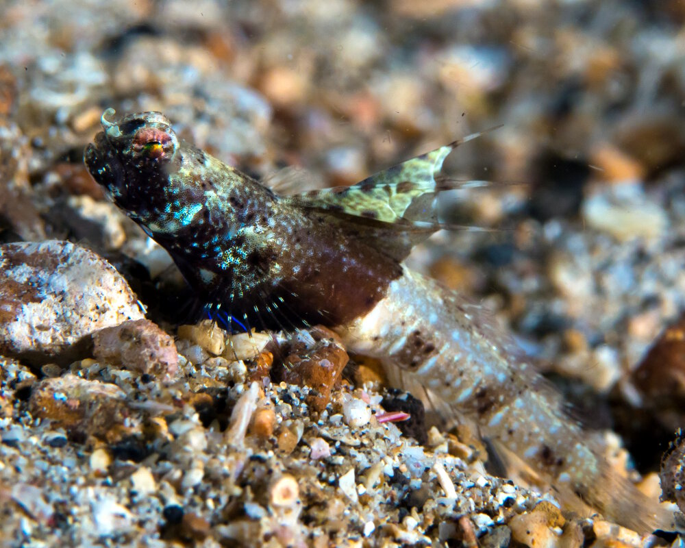 Le gobie sans écailles (Tomiyamichthys nudus)