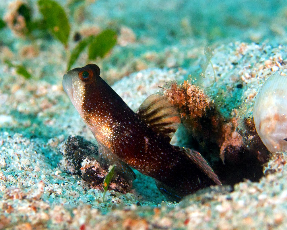 Le gobie sellé (Cryptocentrus fasciatus)