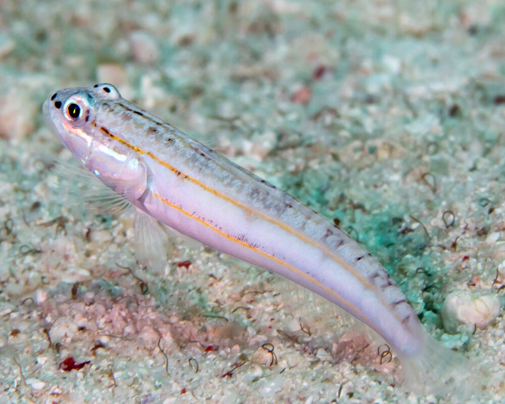 Le gobie strié d'orange (Valenciennea parva)