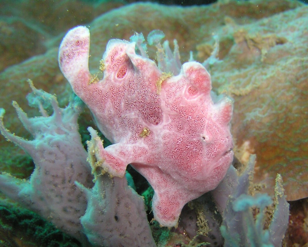 Le poisson grenouille à ocelles (Fowlerichthys ocellatus)