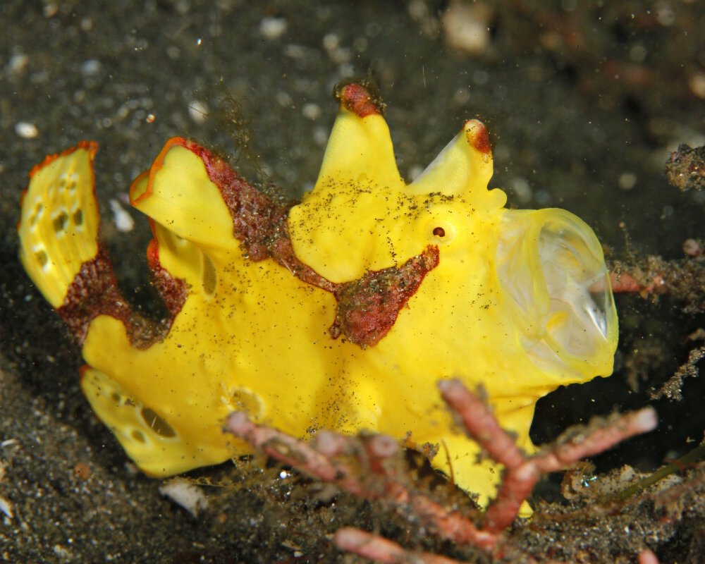 Le poisson grenouille clown jaune (Antennarius maculatus)