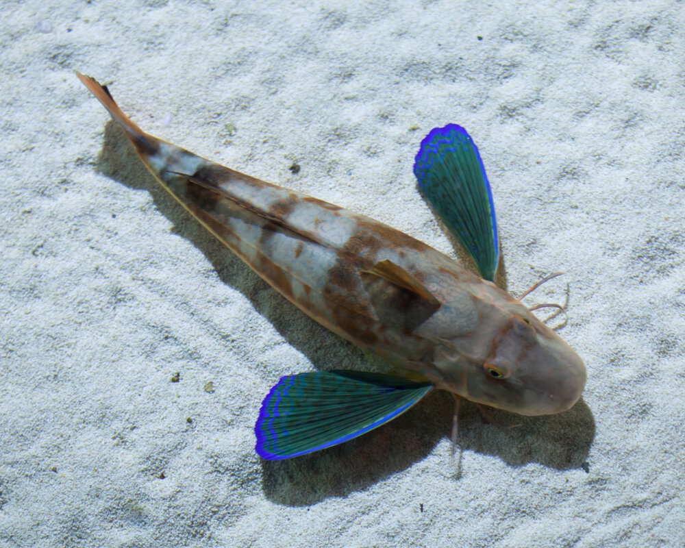 Le grondin perlon (Chelidonichthys lucerna)