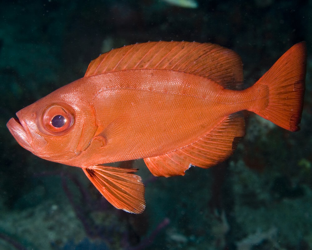 Le gros-yeux de l'Atlantique (Priacanthus arenatus)