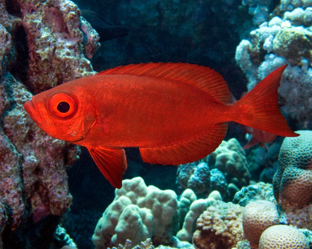 Le gros-yeux commun (Priacanthus hamrur)