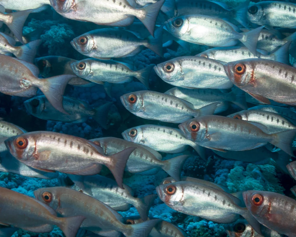 Usually red, the moontail bullseye can quickly turn silvery, with red spots on its sides, Red Sea