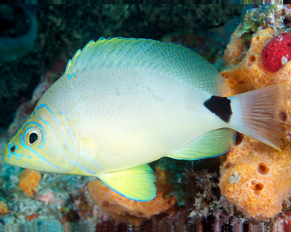Le hamlet unicolore (Hypoplectrus unicolor)