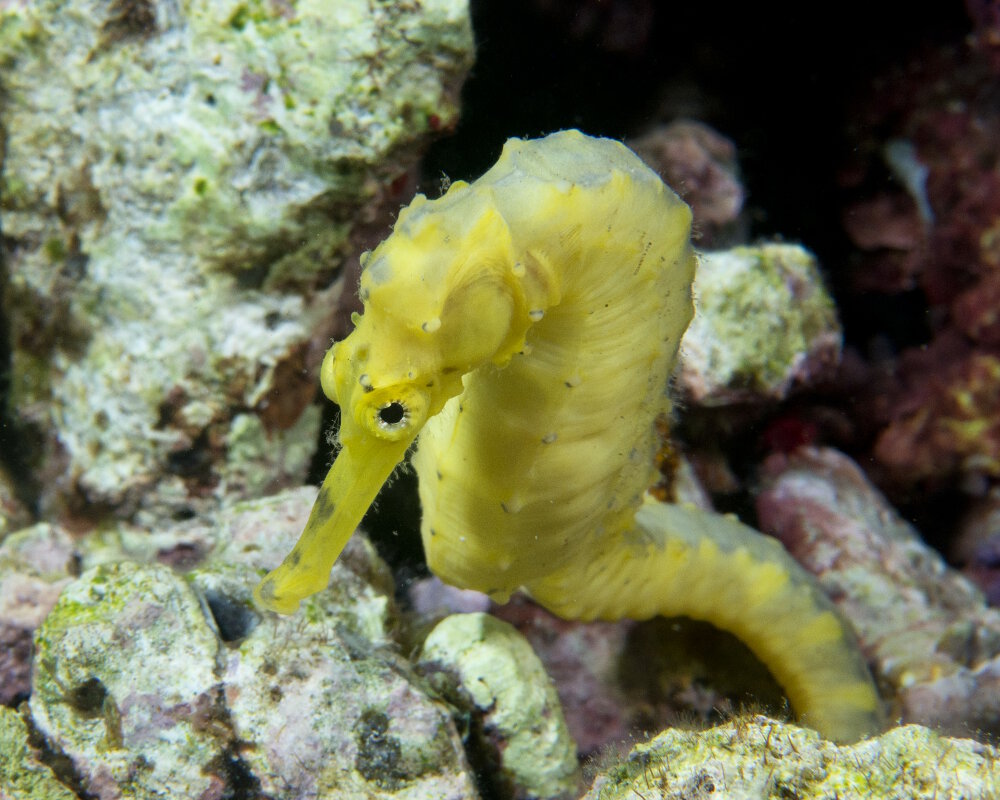 L'hippocampe doré (Hippocampus kuda)