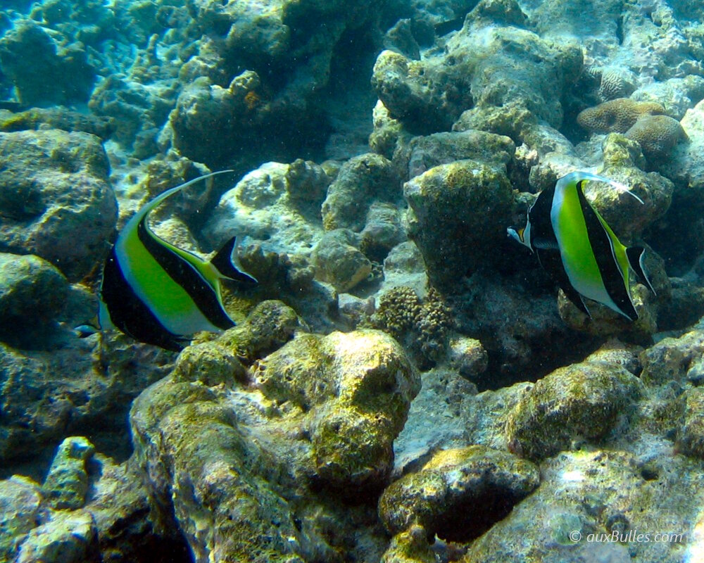 L'idole maure est un poisson plutôt solitaire qui évolue parfois en petit groupe