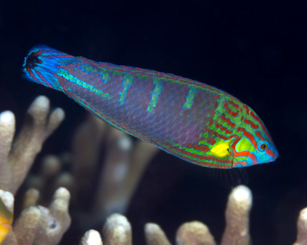 Le labre à queue tachée noire (Halichoeres melanurus) avec sa livrée en phase terminale