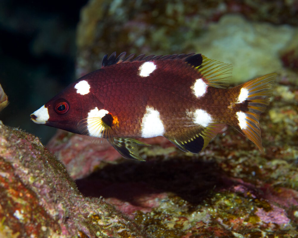 Le labre à tache pectorale (Bodianus axillaris)