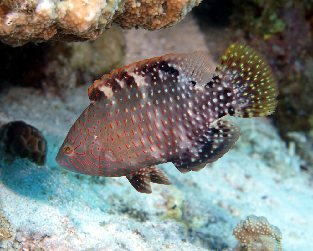 The abudjubbe wrasse (Cheilinus abudjubbe) The abudjubbe wrasse (Cheilinus abudjubbe)