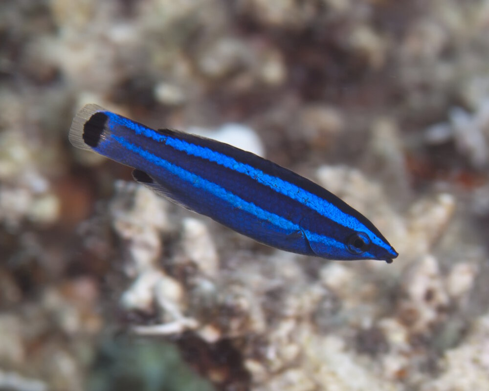 Le labre barbier de la Mer Rouge (Larabicus quadrilineatus)