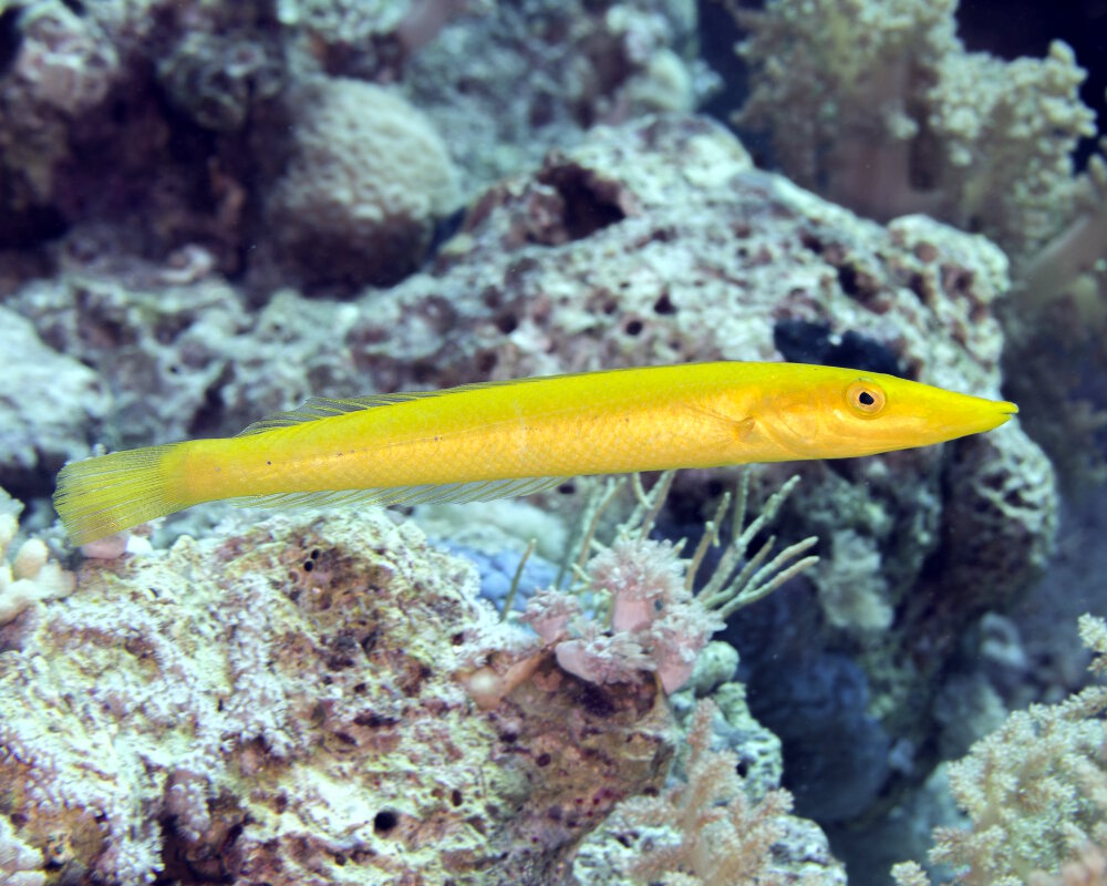 Le labre cigare (Cheilio inermis)