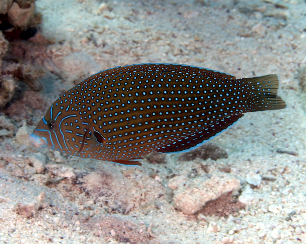 Le labre constellé (Anampses caeruleopunctatus)