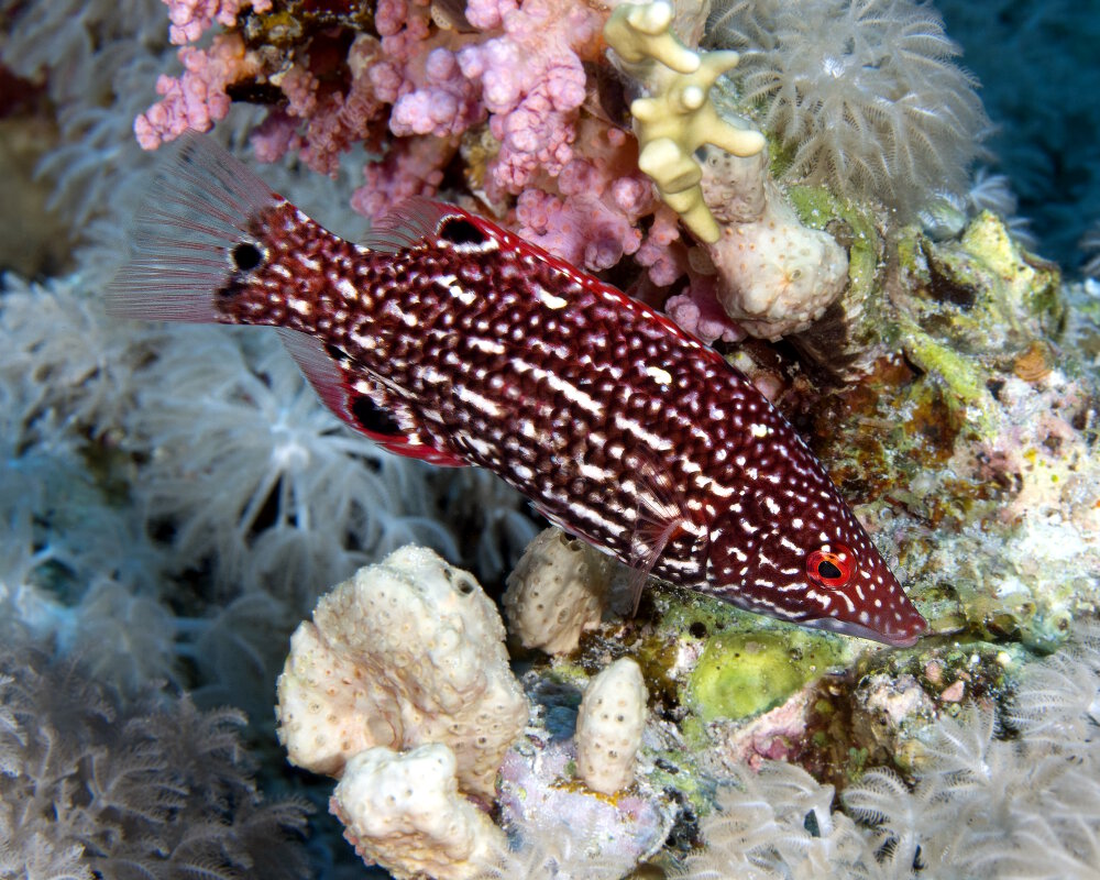 Le labre de Diane (Bodianus diana)