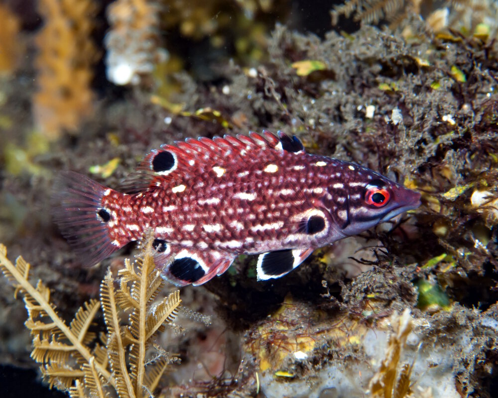 Le labre de Diane (Bodianus diana)