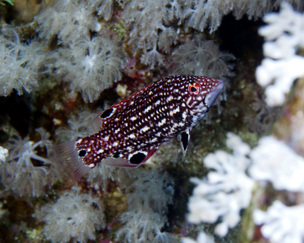 Le labre de Diane (Bodianus diana)