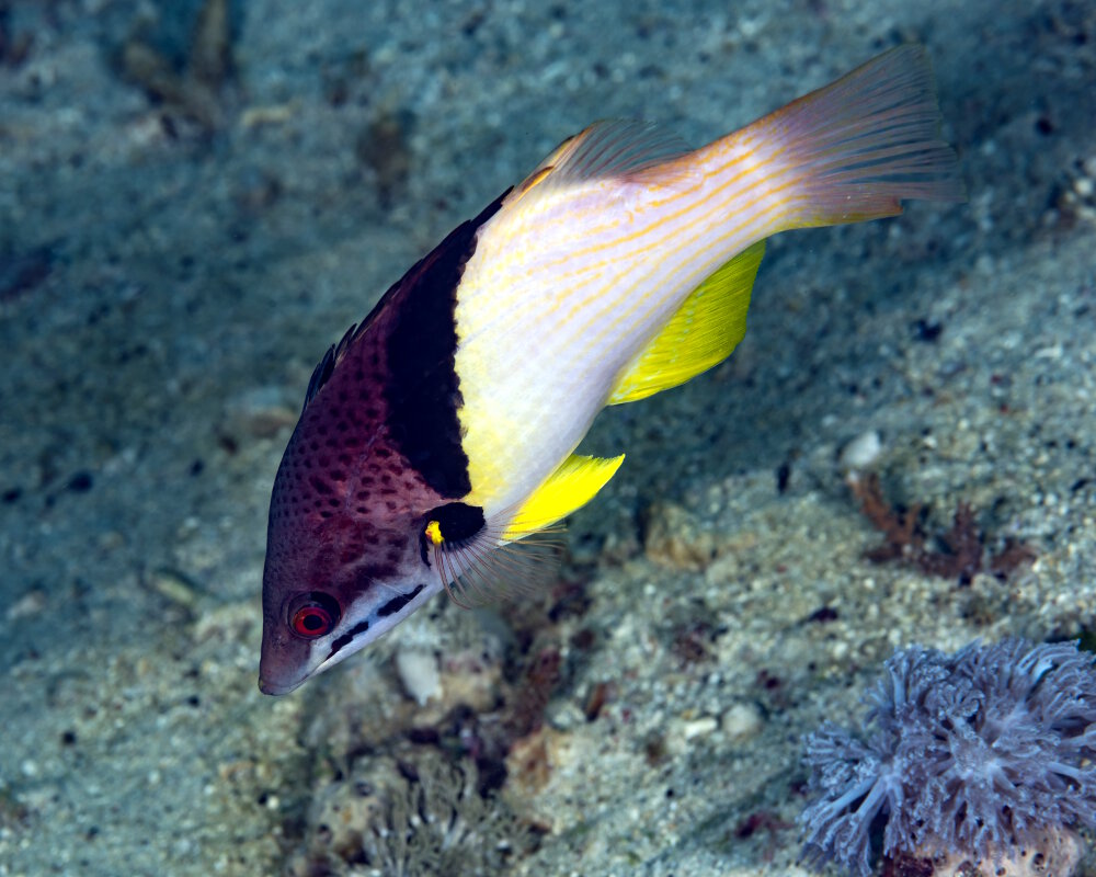 Le labre éclipse (Bodianus mesothorax)