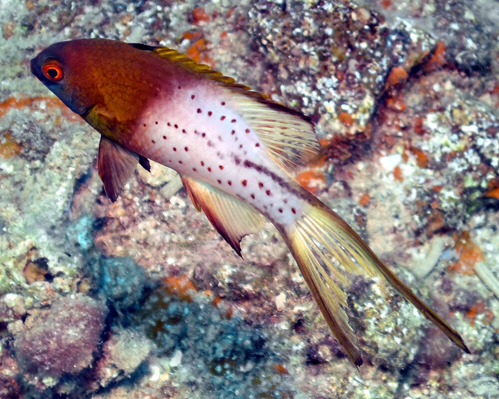 Le labre lyre (Bodianus anthioides)